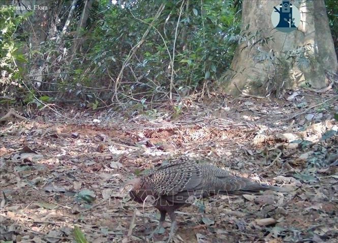 Cá thể gà Tiền mặt vàng được bẫy ảnh chụp trong Vườn quốc gia Pù Mát. Đây cũng là loài được xếp vào nhóm sắp nguy cấp trong Sách đỏ Việt Nam. Ảnh: TTXVN phát 