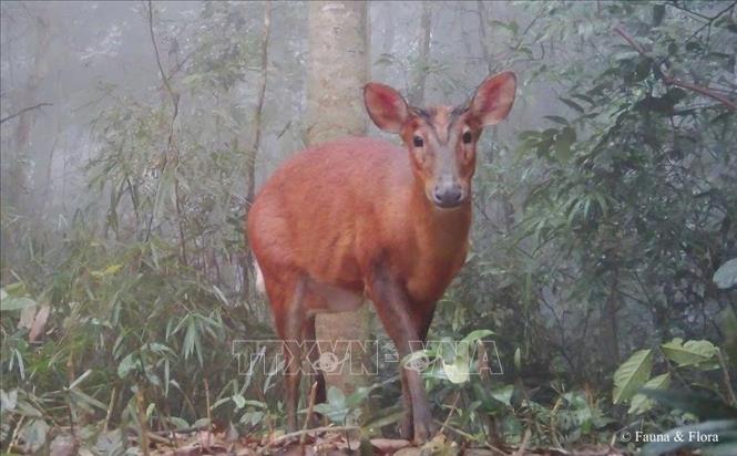 Bẫy ảnh ghi nhận cá thể Mang thường tại Vườn quốc gia Pù Mát, đây là loài động vật rất hiếm gặp ở Việt Nam, chỉ được tìm thấy ở sâu trong những cánh rừng già. Ảnh: TTXVN phát