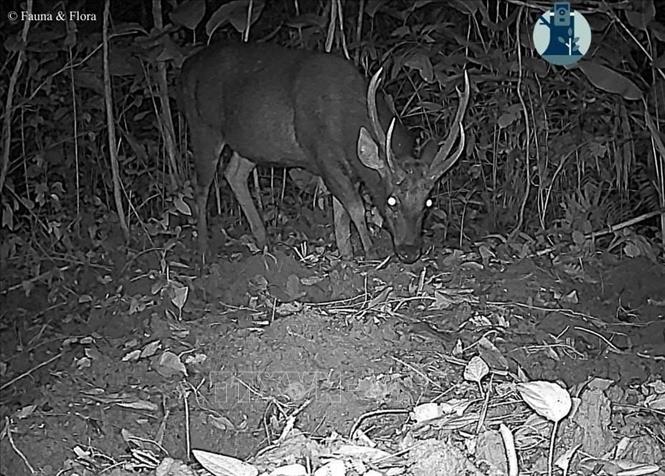 Một cá thể Nai được ghi nhận xuất hiện trong rừng sâu Vườn quốc gia Pù Mát trong đợt bẫy ảnh lần này. Ảnh: TTXVN phát 