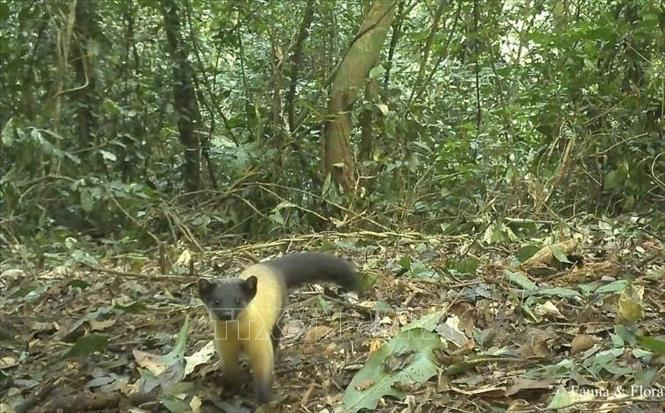 Hoạt động bẫy ảnh tại Vườn quốc gia Pù Mát lần này cũng ghi nhận loài Chồn họng. Đây là loài động vật cực kỳ hiếm gặp ngoài tự nhiên. Ảnh: TTXVN phát