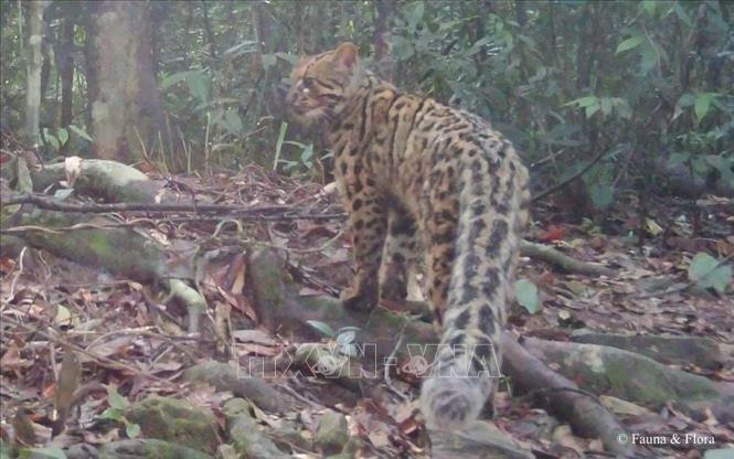 Cá thể Mèo gấm được bẫy ảnh ghi nhận. Đây là loài vật được xếp vào nhóm cực kỳ nguy cấp trong Sách đỏ Việt Nam. Ảnh: TTXVN phát