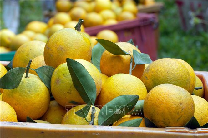 Thuong Loc oranges have crispy texture, sweetness, rich flavor, and distinctive taste. VNA Photo: Hữu Quyết