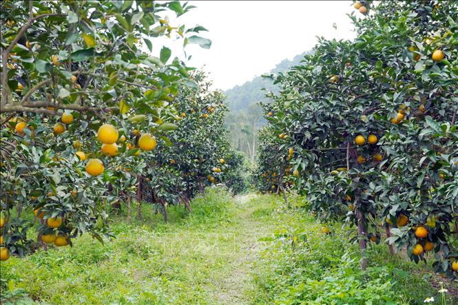 Thuong Loc orange orchards are full of heavy fruits. VNA Photo: Hữu Quyết