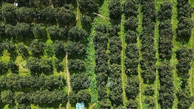 Can Loc commune currently has 350 hectares of orange orchards. VNA Photo: Hữu Quyết