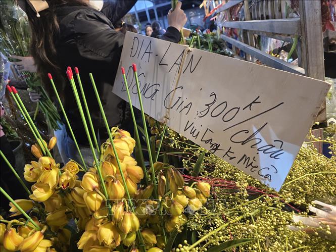 Ngày cuối cùng trước Giao thừa, giá hoa lan đã giảm. Ảnh: Nguyễn Cúc-TTXVN