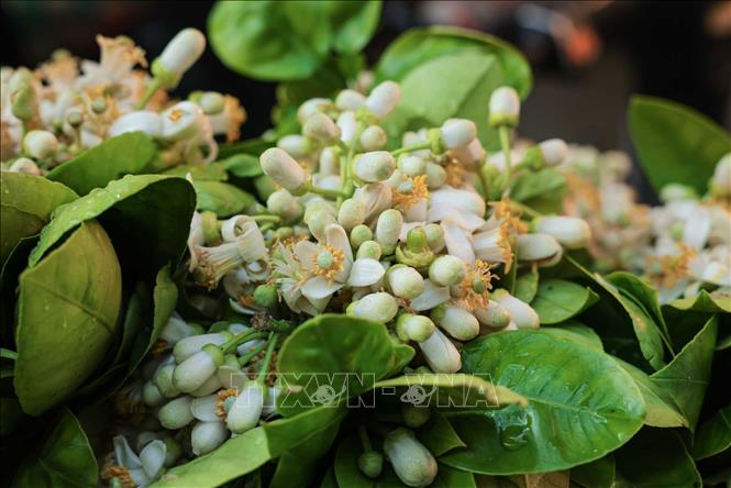 Hoa bưởi được bày bán nhiều trong phiên chợ cuối năm. Ảnh: Hoàng Hiếu - TTXVN