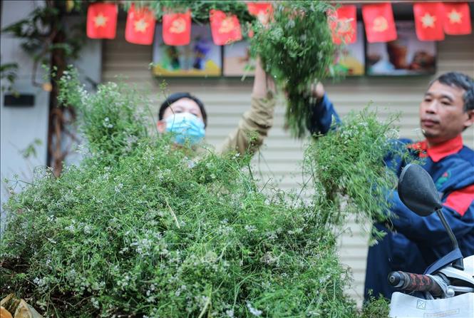 Mua mùi già trong phiên chợ cuối năm là một phong tục truyền thống được nhiều gia đình gìn giữ mỗi dịp Tết đến xuân về. Ảnh: Hoàng Hiếu - TTXVN