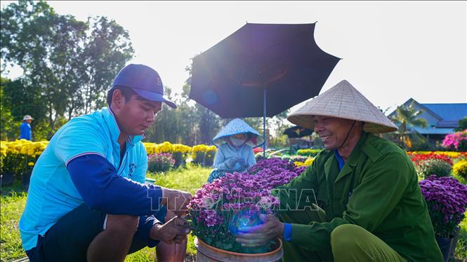 Nông dân trồng hoa xã Hảo Đước tất bật hoàn thành các công đoạn cuối để đưa hoa ra chợ phục vụ thị trường Tết. Ảnh: Minh Phú – TTXVN