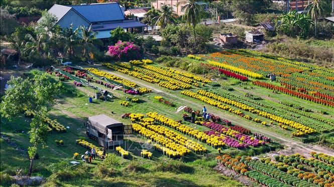 Làng hoa tại xã Hảo Đước (Tây Ninh), rực rỡ sắc màu những ngày giáp Tết. Ảnh: Minh Phú - TTXVN
