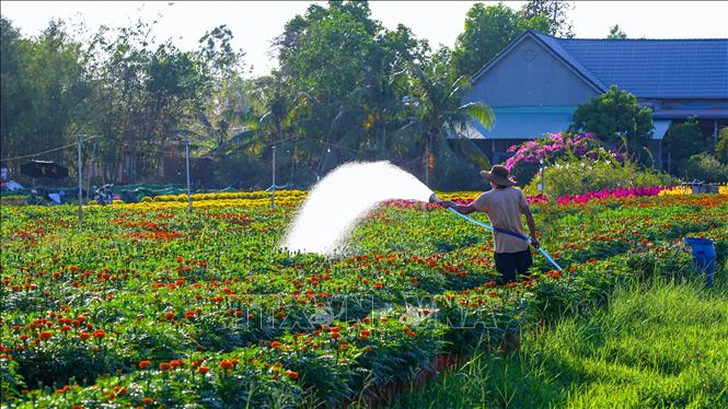 Người dân làng hoa xã Hảo Đước chăm sóc hoa ngày giáp Tết. Ảnh: Minh Phú – TTXVN