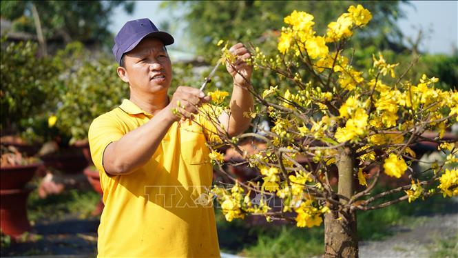 Nghệ nhân Trần Hữu Thiết (phường Tân An, tỉnh Tây Ninh) tạo dáng mai vàng phục vụ thị trường Tết. Ảnh: Minh Phú - TTXVN