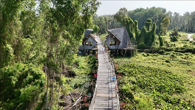 Du khách dạo bước trên cầu tre, ngắm rừng tràm bạt ngàn và lắng nghe tiếng chim gọi bầy giữa không gian xanh mát. Ảnh: Thanh Sang - TTXVN