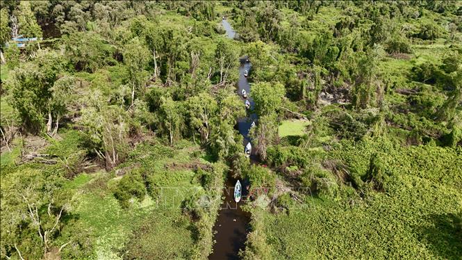 Du khách chèo thuyền len lỏi qua những con rạch nhỏ giữa rừng tràm Trà Sư, tận hưởng không gian sinh thái yên bình. Ảnh: Thanh Sang - TTXVN