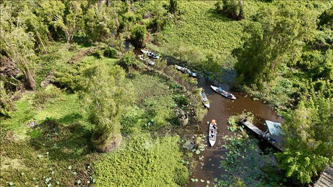 Du khách chèo thuyền len lỏi qua những con rạch nhỏ giữa rừng tràm Trà Sư, tận hưởng không gian sinh thái yên bình. Ảnh: Thanh Sang - TTXVN