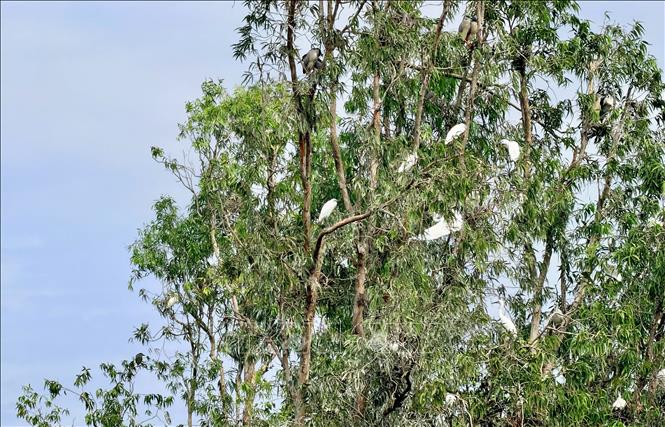 Đàn cò trắng đậu kín những cây tràm làm nên nét riêng của “vương quốc chim” giữa miền sông nước. Ảnh: Thanh Sang - TTXVN
