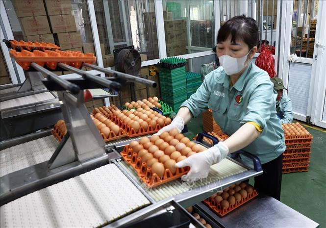 Dây chuyền phân loại trứng tự động ở nhà máy xử lý trứng gà của Công ty TNHH đầu tư và Phát triển chăn nuôi gia công, Cụm công nghiệp Lạc Vệ, xã Tân Chi, tỉnh Bắc Ninh. Ảnh: Vũ Sinh - TTXVN 