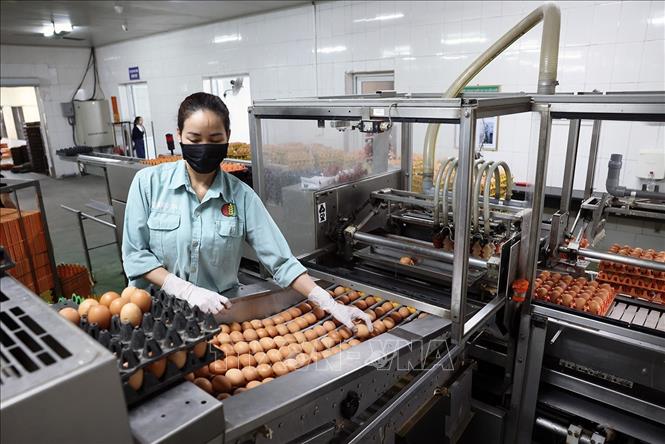 Dây chuyền phân loại trứng tự động ở nhà máy xử lý trứng gà của Công ty TNHH đầu tư và Phát triển chăn nuôi gia công. Ảnh: Vũ Sinh - TTXVN 