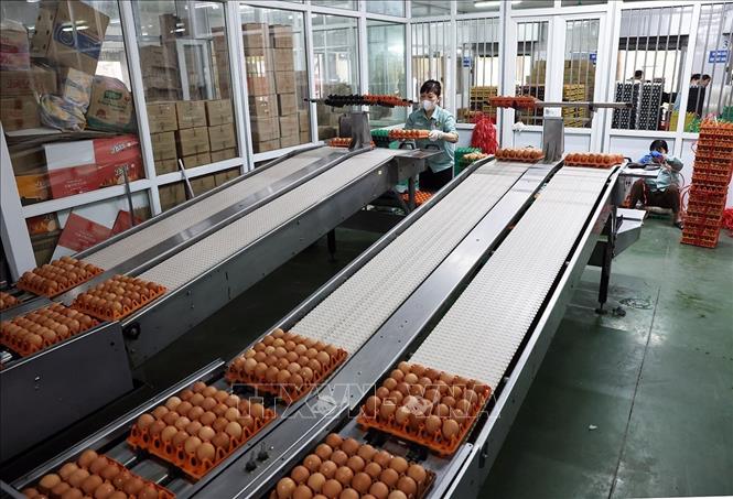 Dây chuyền phân loại trứng tự động ở nhà máy xử lý trứng gà của Công ty TNHH đầu tư và Phát triển chăn nuôi gia công, Cụm công nghiệp Lạc Vệ, xã Tân Chi, tỉnh Bắc Ninh. Ảnh: Vũ Sinh - TTXVN 