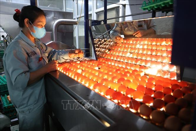 Kiểm tra chất lượng sản phẩm trứng bằng tia UV trên dây chuyền phân loại tự động ở nhà máy xử lý trứng gà, của Công ty TNHH đầu tư và Phát triển chăn nuôi gia công. Ảnh: Vũ Sinh - TTXVN 