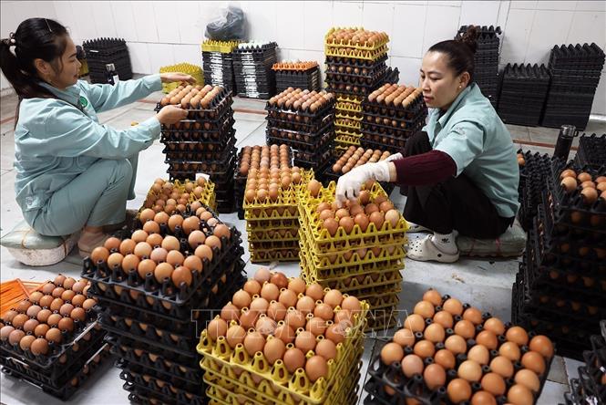 Phân loại, đóng gói sản phẩm trứng ở nhà máy xử lý trứng gà của Công ty TNHH đầu tư và Phát triển chăn nuôi gia công, Cụm công nghiệp Lạc Vệ, xã Tân Chi, tỉnh Bắc Ninh. Ảnh: Vũ Sinh - TTXVN 