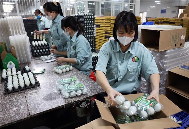 Đóng gói sản phẩm trứng xanh ở nhà máy xử lý trứng gà của Công ty TNHH đầu tư và Phát triển chăn nuôi gia công, Cụm công nghiệp Lạc Vệ, xã Tân Chi, tỉnh Bắc Ninh. Ảnh: Vũ Sinh - TTXVN 