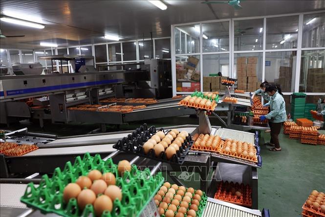 Dây chuyền phân loại sản phẩm trứng tự động ở nhà máy xử lý trứng gà của Công ty TNHH đầu tư và Phát triển chăn nuôi gia công, Cụm công nghiệp Lạc Vệ, xã Tân Chi, tỉnh Bắc Ninh. Ảnh: Vũ Sinh - TTXVN 