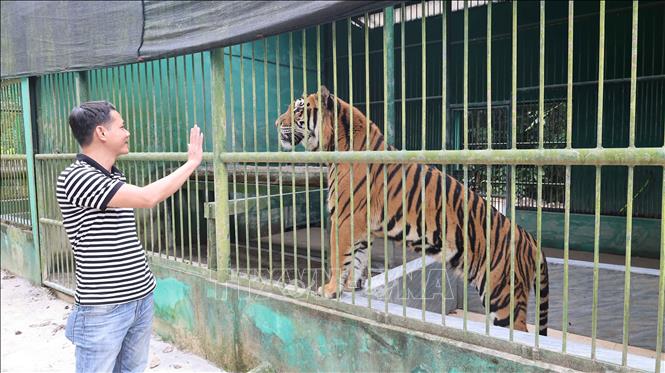 Hổ Đông Dương đang được nuôi bảo tồn tại Vườn quốc gia Phong Nha - Kẻ Bàng. Ảnh: Hải Âu - TTXVN