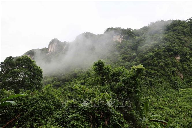 Một góc rừng trong vùng lõi Vườn quốc gia Phong Nha - Kẻ Bàng (tỉnh Quảng Trị). Ảnh: Hải Âu - TTXVN 