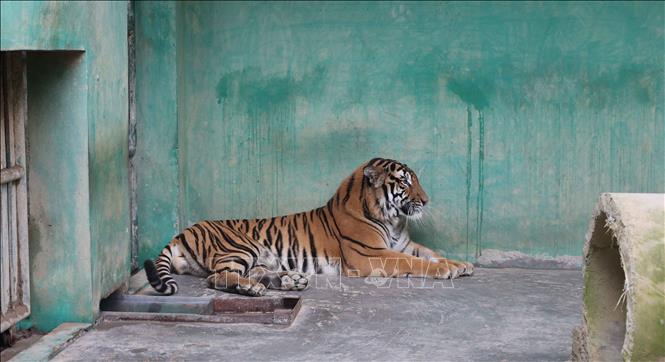 Hổ Đông Dương đang được nuôi bảo tồn tại Vườn quốc gia Phong Nha - Kẻ Bàng. Ảnh: Hải Âu - TTXVN