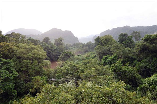 Một góc rừng trong vùng lõi Vườn quốc gia Phong Nha - Kẻ Bàng (tỉnh Quảng Trị). Ảnh: Kha Phạm - TTXVN 