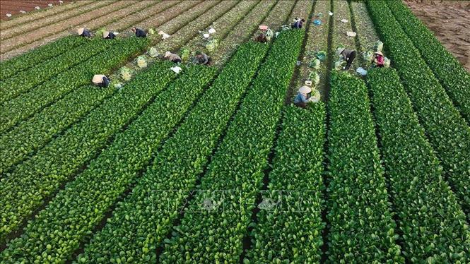 Thu hoạch rau xanh phục vụ thị trường ở Hợp tác xã sản xuất kinh doanh dịch vụ nông nghiệp Văn Đức, thuộc xã Bát Tràng. Ảnh: Vũ Sinh - TTXVN