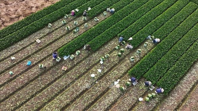 Hợp tác xã sản xuất kinh doanh dịch vụ nông nghiệp Văn Đức, thuộc xã Bát Tràng có diện tích sản xuất là hơn 200 ha, mỗi ngày cung cấp từ 70 – 75 tấn rau các loại phục vụ thị trường. Ảnh: Vũ Sinh – TTXVN