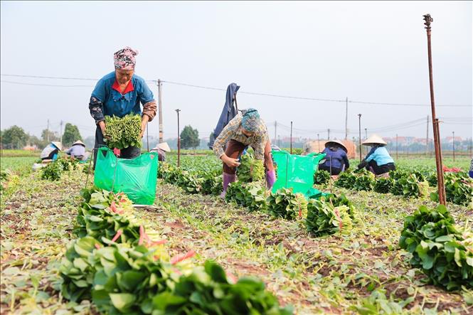 Thu hoạch rau xanh phục vụ thị trường ở Hợp tác xã dịch vụ tổng hợp Đống Cao, thuộc xã Mê Linh. Ảnh: Lê Đông - TTXVN