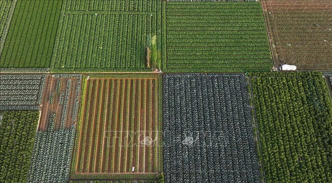 Hợp tác xã sản xuất kinh doanh dịch vụ nông nghiệp Văn Đức, thuộc xã Bát Tràng có diện tích sản xuất là hơn 200 ha, mỗi ngày cung cấp từ 70 – 75 tấn rau các loại phục vụ thị trường. Ảnh: Vũ Sinh – TTXVN