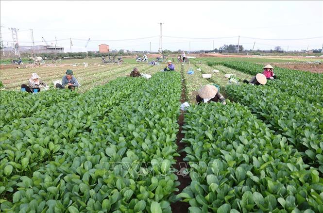 Thu hoạch rau xanh phục vụ thị trường ở Hợp tác xã sản xuất kinh doanh dịch vụ nông nghiệp Văn Đức, thuộc xã Bát Tràng. Ảnh: Vũ Sinh - TTXVN