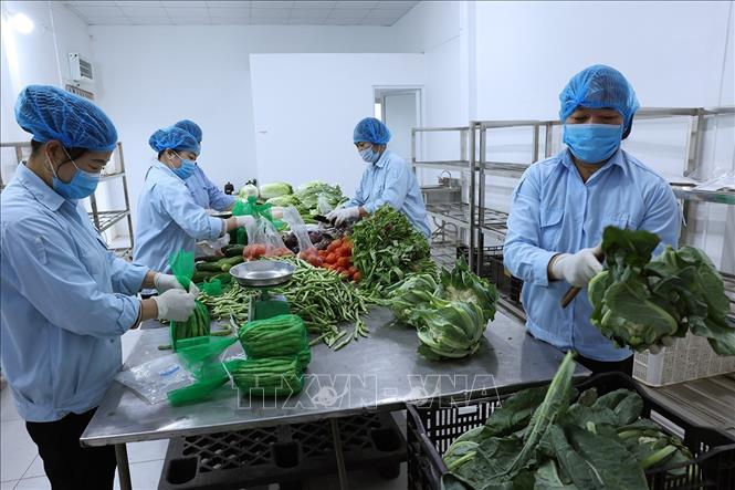 Sơ chế sản phẩm rau phục vụ thị trường ở Hợp tác xã sản xuất kinh doanh dịch vụ nông nghiệp Văn Đức, thuộc xã Bát Tràng. Ảnh: Vũ Sinh - TTXVN