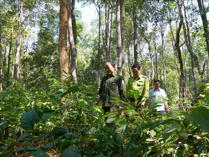 Các cán bộ thuộc Ban Quản lý Rừng đặc dụng Đăk Uy tuần tra, kiểm soát rừng trắc xuyên Tết. Ảnh: Dư Toán - TTXVN