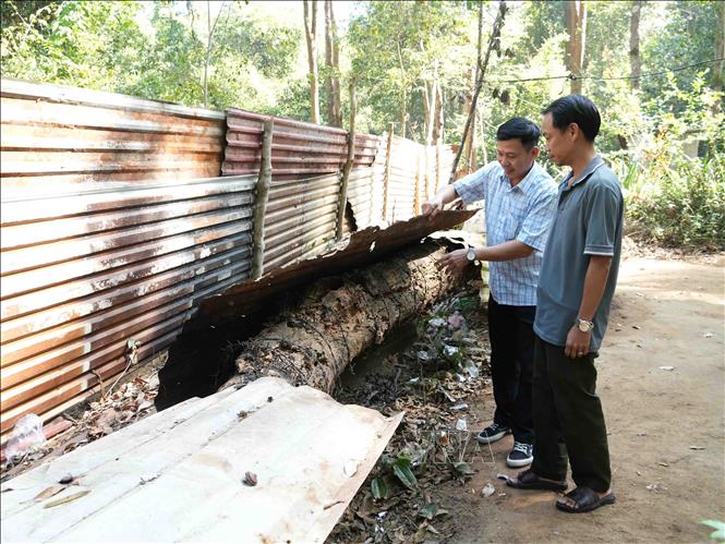 Những cây trắc ngã, đổ do già, gió bão cũng được bảo vệ nghiêm ngặt. Ảnh: Dư Toán - TTXVN