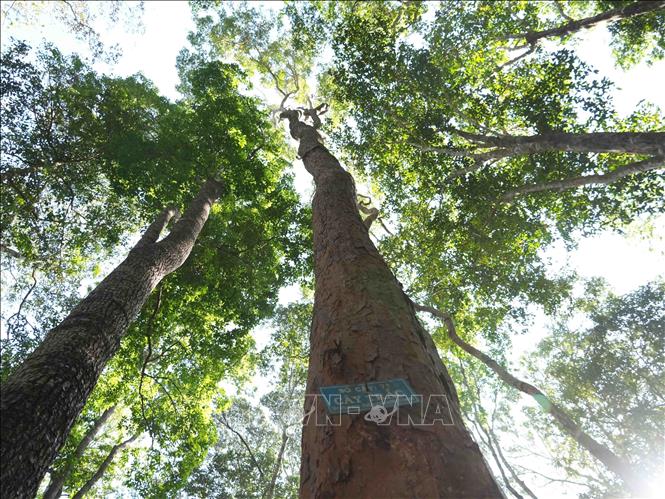 Quần thể cây trắc được bảo vệ nghiêm ngặt trong Rừng đặc dụng Đăk Uy. Ảnh: Dư Toán - TTXVN