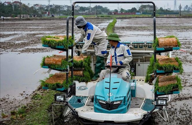 Nông dân thôn Hà Lỗ (xã Thư Lâm) chăm sóc mạ Xuân. Ảnh: TTXVN phát