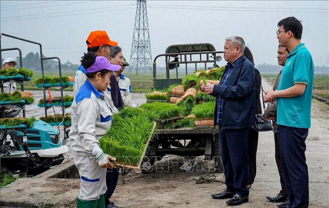 Lãnh đạo Sở Nông nghiệp và Môi trường Hà Nội kiểm tra mô hình sản xuất lúa theo tiêu chuẩn VietGAP gắn với tiêu thụ sản phẩm tại thôn Hà Lỗ (xã Thư Lâm). Ảnh: TTXVN phát