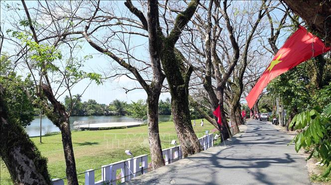  Hàng cây sưa cổ thụ là nét đặc trưng ở làng sinh thái Hương Trà. Ảnh: Đỗ Trưởng – TTXVN