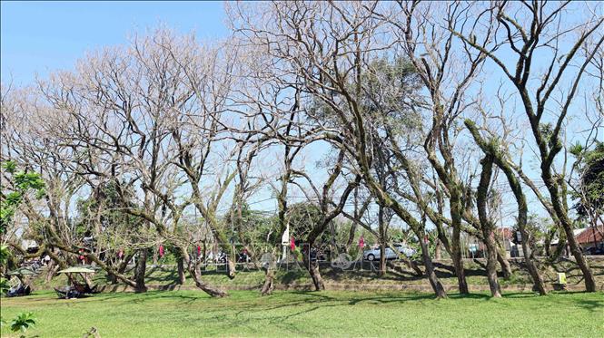 Hàng cây sưa cổ thụ là nét đặc trưng ở làng sinh thái Hương Trà. Ảnh: Đỗ Trưởng – TTXVN