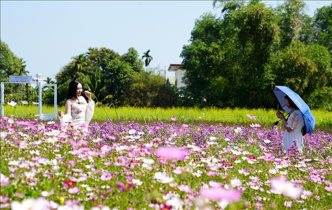  Vườn hoa An Phú Sinh, xã An Phú thu hút đông đảo người dân và du khách đến check-in, chụp ảnh lưu niệm. Ảnh: Lê Phước Ngọc-TTXVN