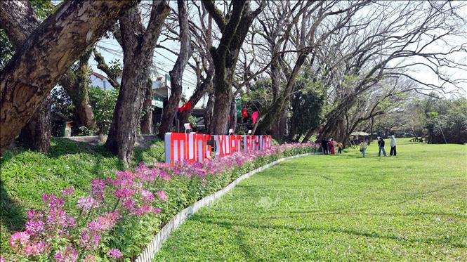 Du khách lưu giữ những hình ảnh đẹp ngày đầu xuân bên hàng cây sưa được công nhận là cây di sản Việt Nam ở làng sinh thái Hương Trà. Ảnh: Đỗ Trưởng – TTXVN