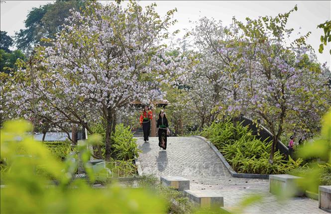 Hoa ban bung nở trong khuôn viên Công viên Võ Thị Sáu, phường Điện Biên Phủ. Ảnh: Xuân Tư – TTXVN