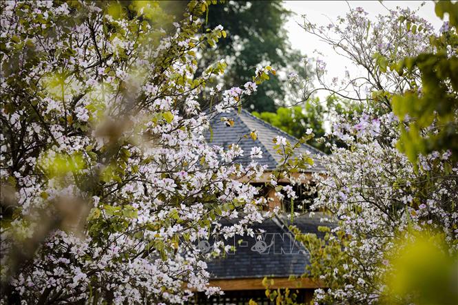 Những cành hoa ban chi chít bung nở rực rỡ. Ảnh: Xuân Tư – TTXVN