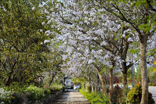 Những tán hoa ban bung nở dọc các con đường, phần nào làm dịu đi nhịp sống tấp nập thường ngày của phố phường Điện Biên. Ảnh: Xuân Tư – TTXVN