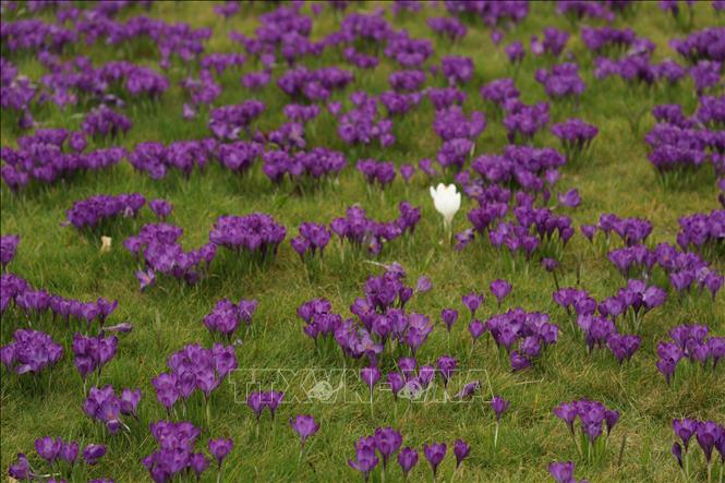 Hoa nghệ tây tím đâm chồi, nở rực trong điền trang Ham House ở London. Ảnh: Phong Hà/PV TTXVN tại Anh