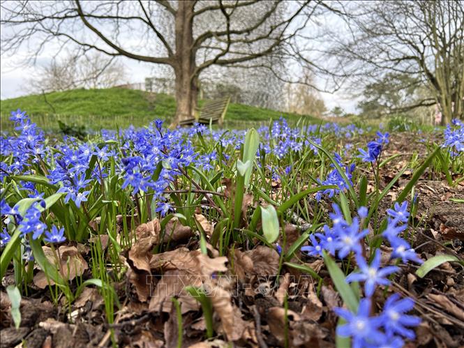 Hoa scilla nở thành những thảm xanh tím đặc trưng, là một trong những loài hoa báo hiệu xuân sớm. Ảnh: Phong Hà/PV TTXVN tại Anh